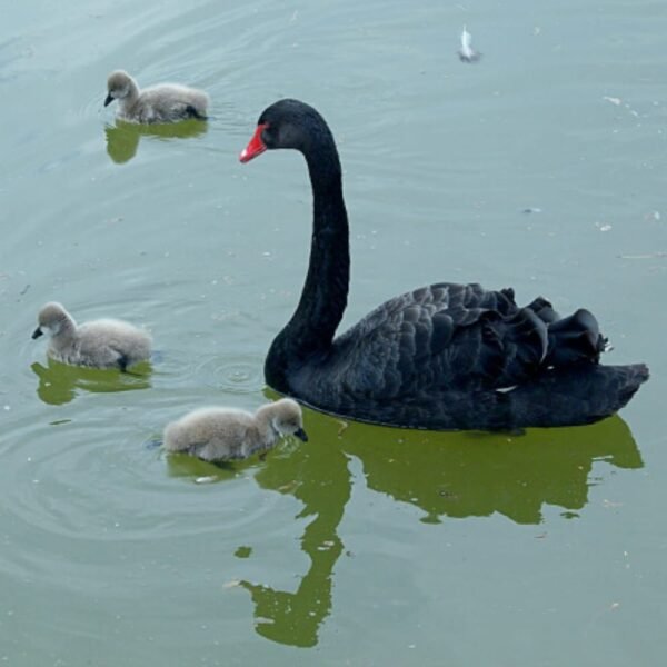 Australian Black Swan Breeder Pair