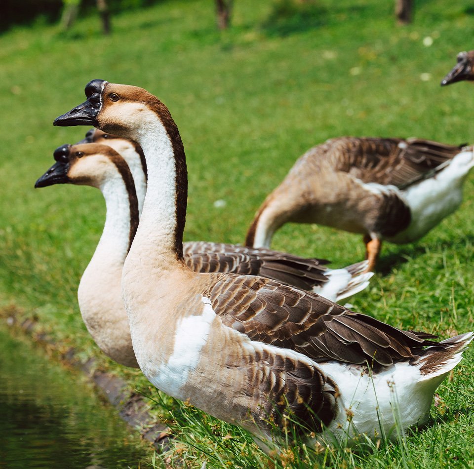 africangooseweb African Geese - Image 1