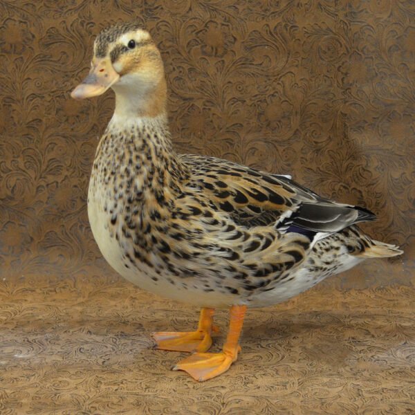 Australian Spotted Ducks
