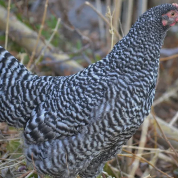 Barred Rock Started Pullet