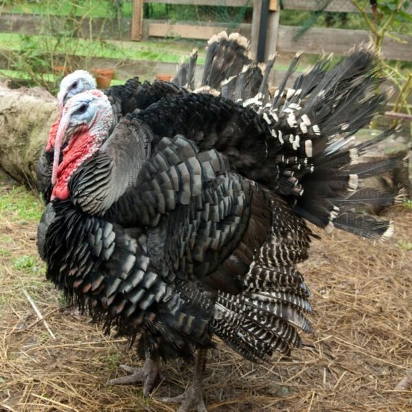 Broad Breasted Bronze Turkeys
