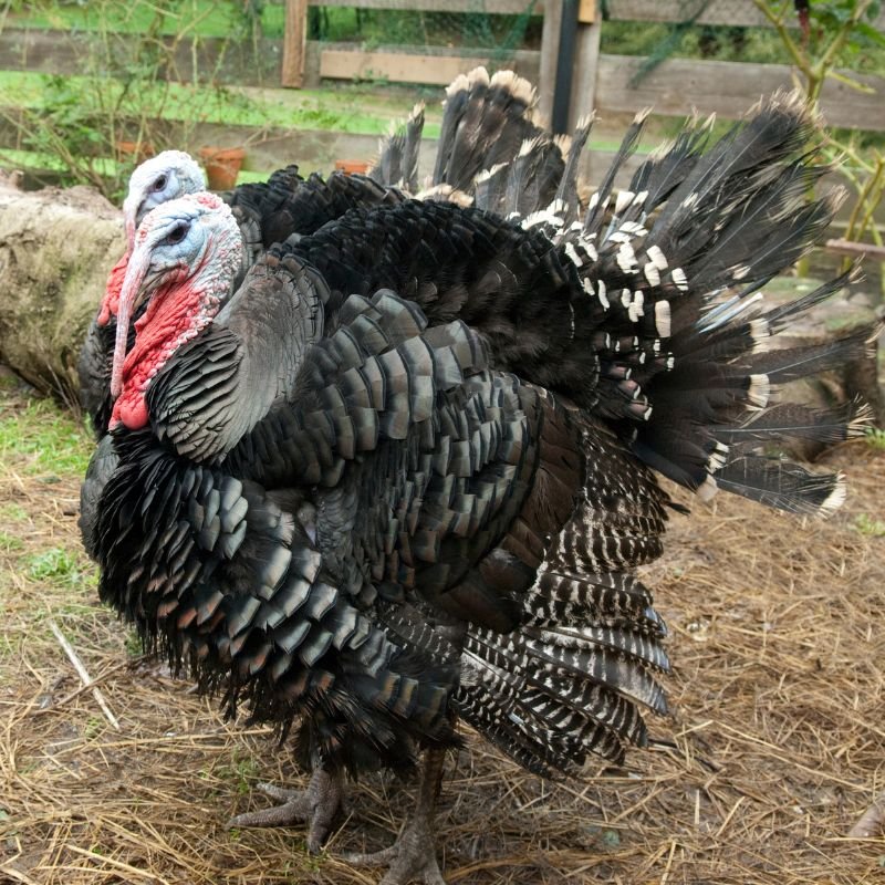 bbbturkeymain Broad Breasted Bronze Turkeys - Image 1