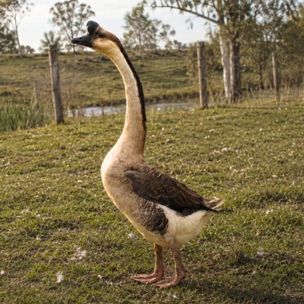 Chinese - Brown Geese