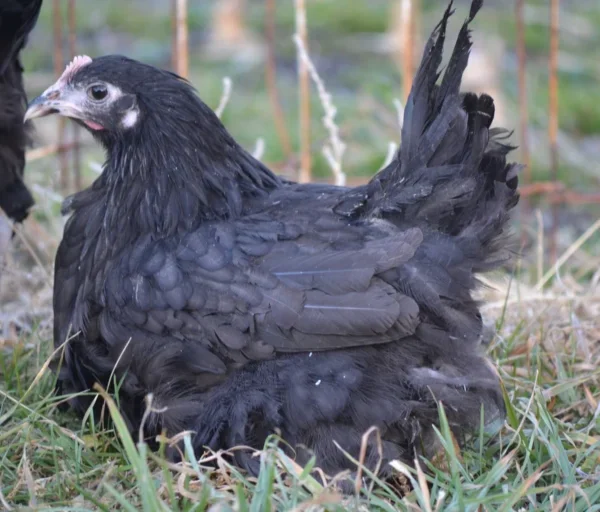 Black Australorp Started Pullet