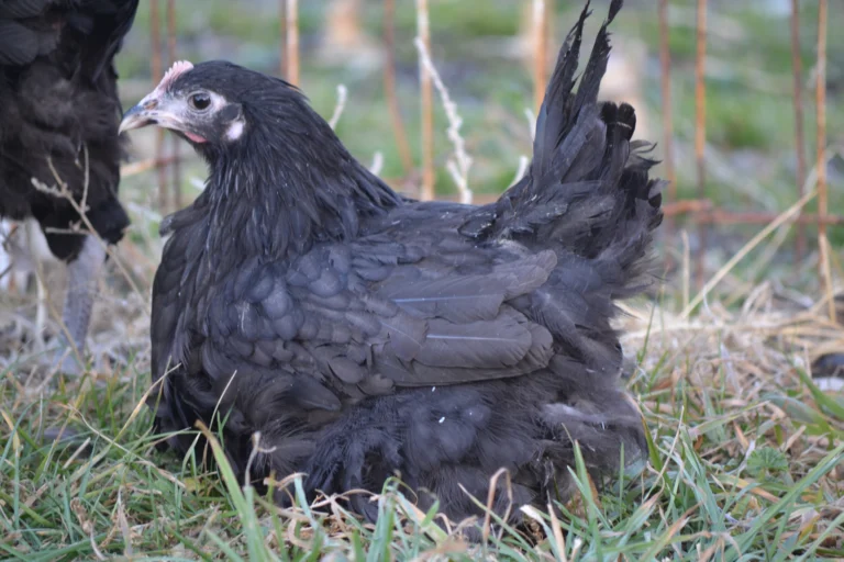 blastralorp-scaled-768x512.jpg Black Australorp Started Pullet - Image 1