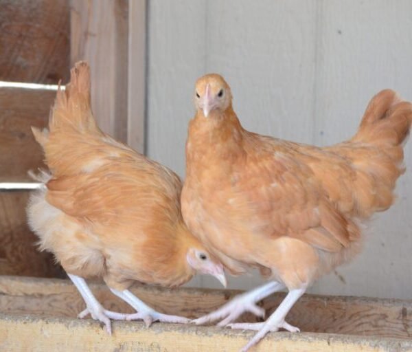 Buff Orpington Started Pullet