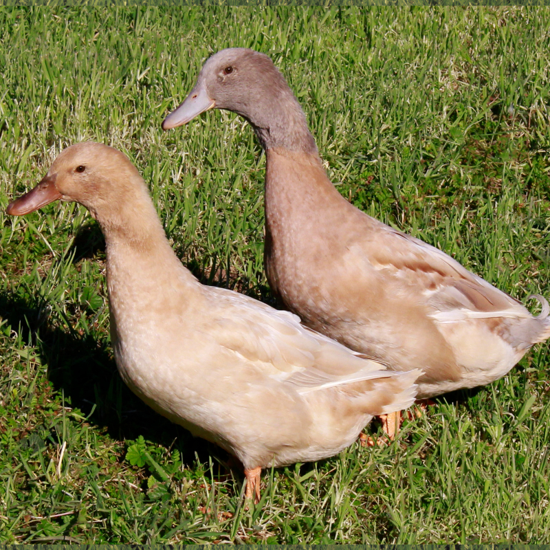 buffduckpair1 Buff Ducks - Image 1