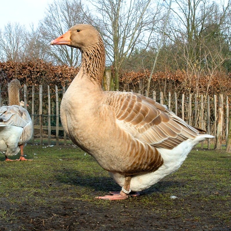 buffgoosewebpic Buff Geese - Image 1