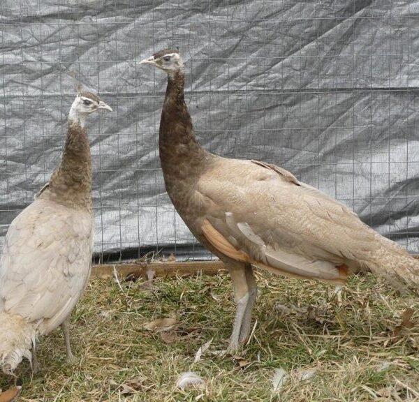Cameo Peafowl Pair