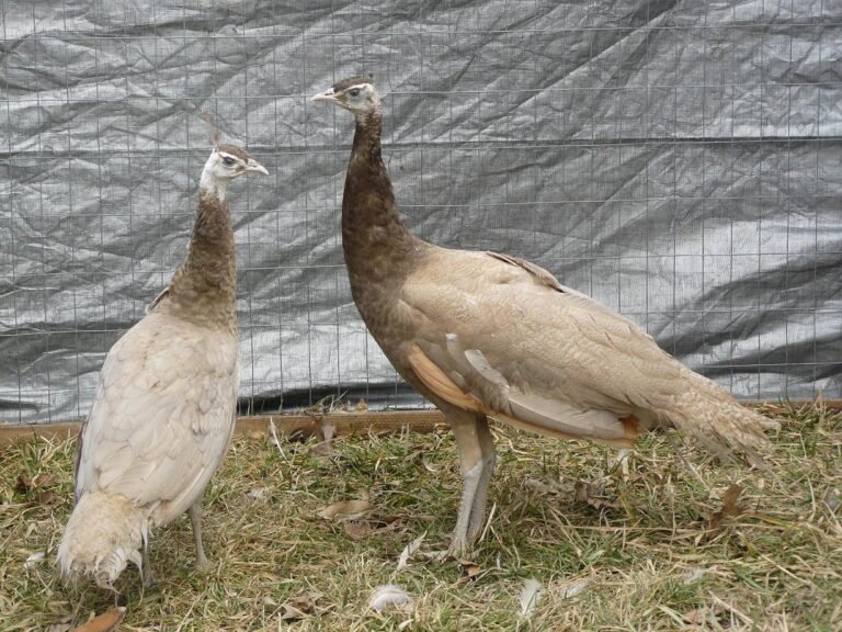 cameo-768x576 Cameo Peafowl Pair - Image 1