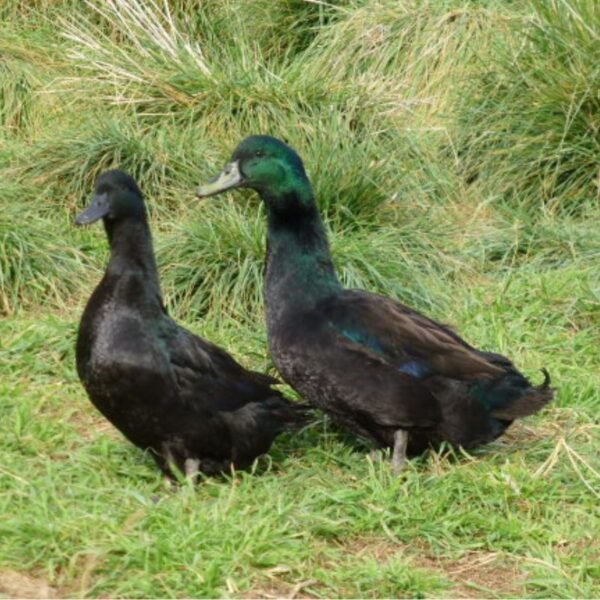 Cayuga Ducks
