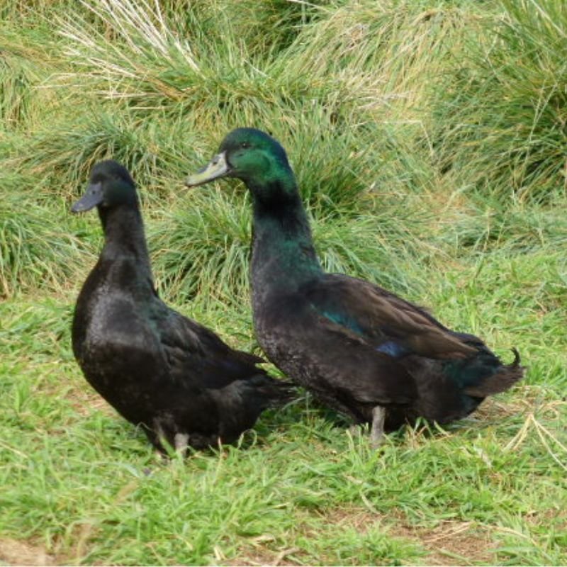 cayugamain1 Cayuga Ducks - Image 1
