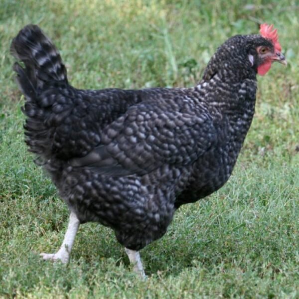 Cuckoo Marans Started Pullet