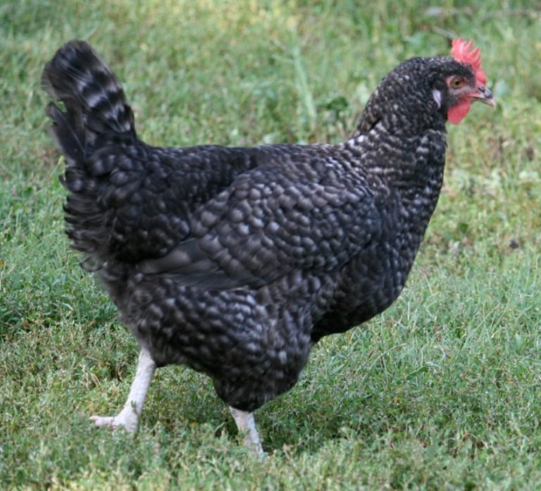 cuckoo_marans-768x697 Cuckoo Marans Started Pullet - Image 1