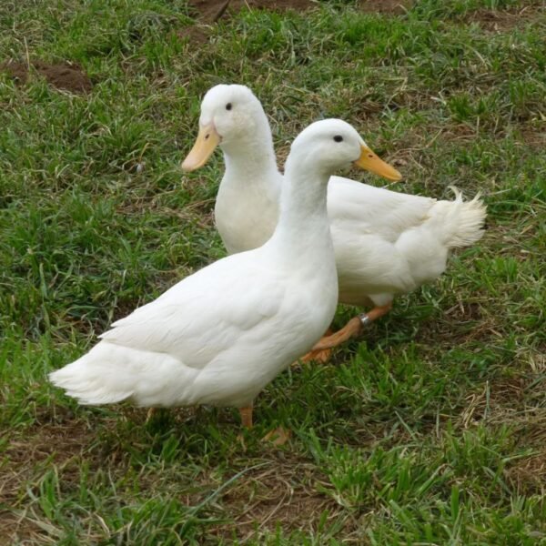 Duclair Ducks
