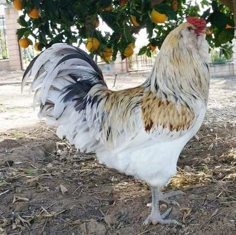 easter_eggers-480x478-1 Easter Egger Chicken - Image 1