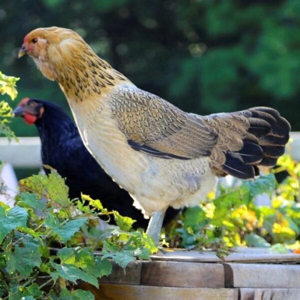 Easter Egger Started Pullet