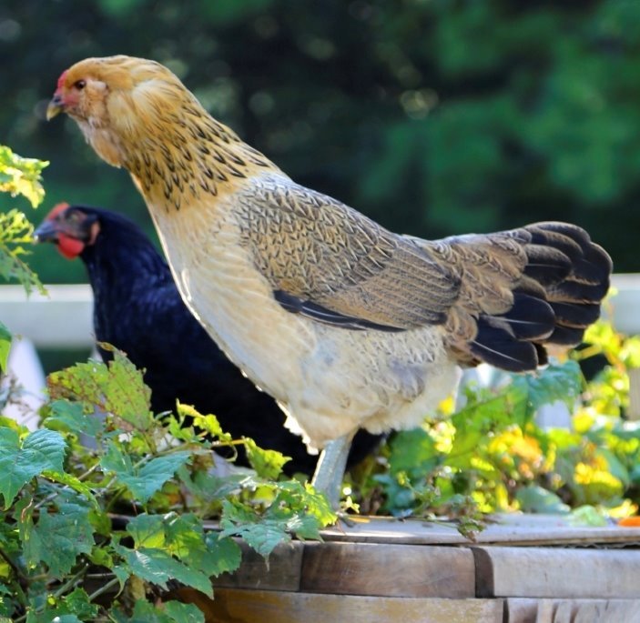 ee_8 Easter Egger Started Pullet - Image 1