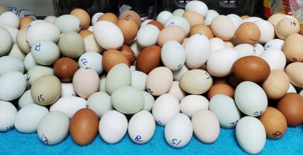 Potluck Ultra Rare Special Hatching Eggs