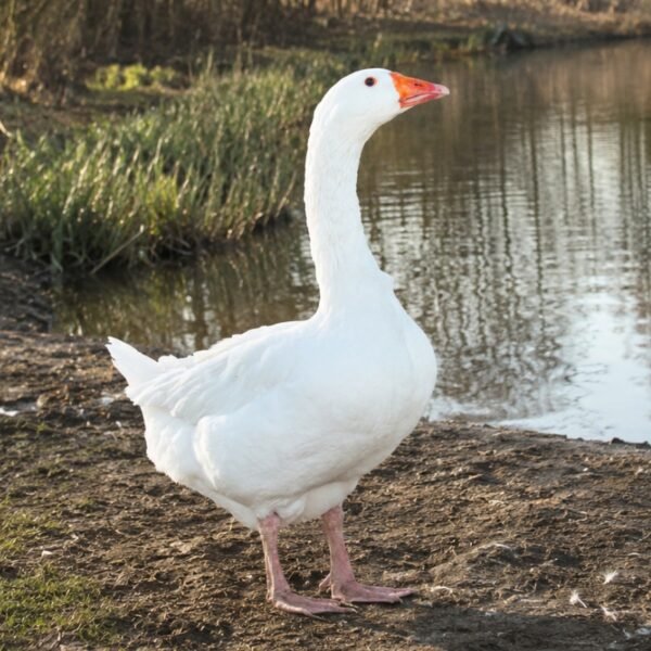 Embden Geese