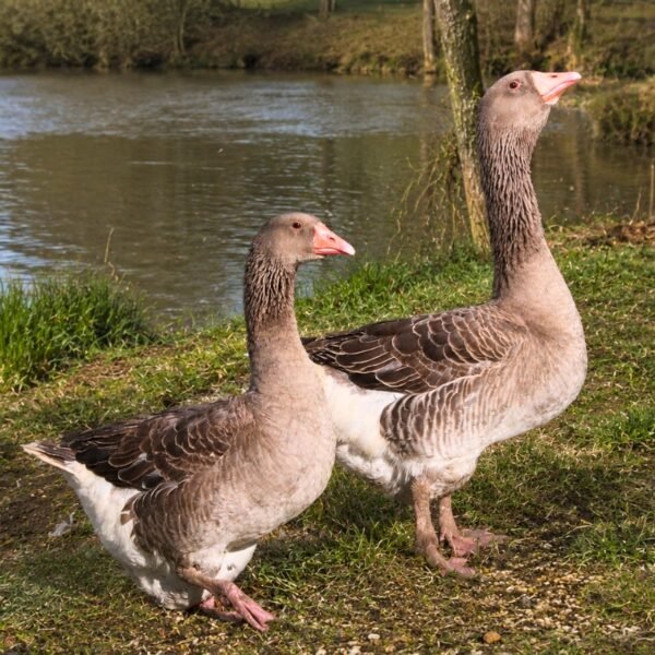 Toulouse - French Geese