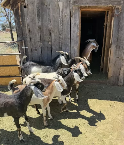 goat-2749985.jpeg Nubians - Image 1