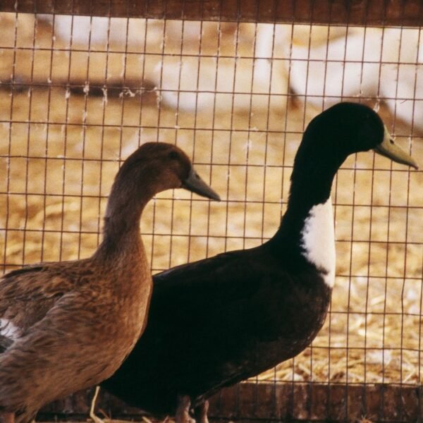 Golden 300 Hybrid Layer Ducks