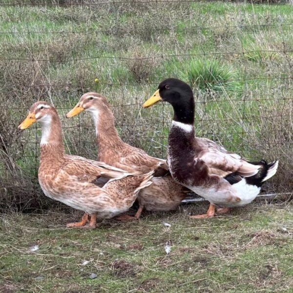 Golden Cascade Ducks