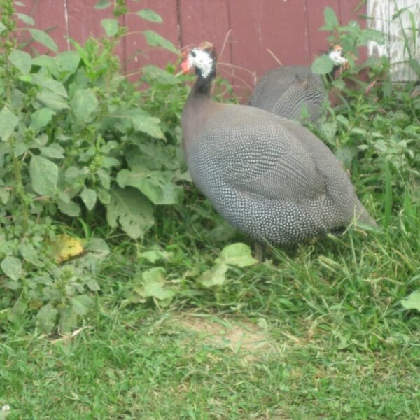 French Pearl Guinea Fowl