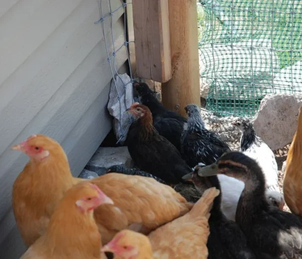 Hatchery Surprise