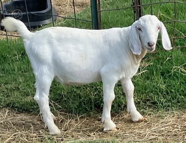 Full Blood Boer - Bucks