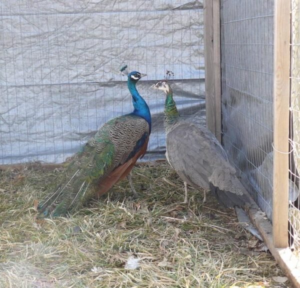 India Blue Peafowl Pair