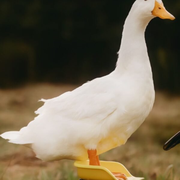 Jumbo Pekin Ducks