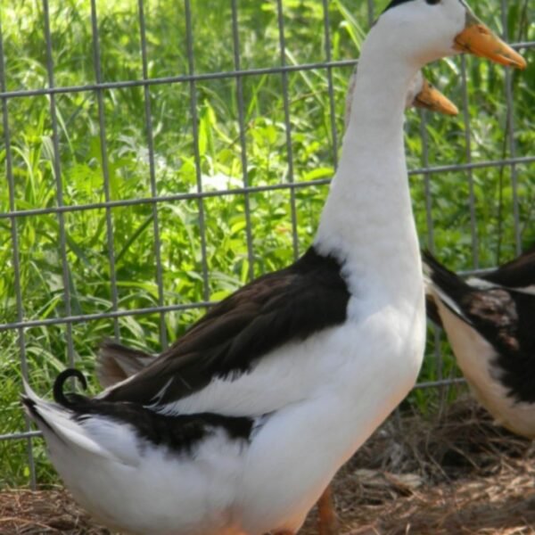 Magpie Ducks