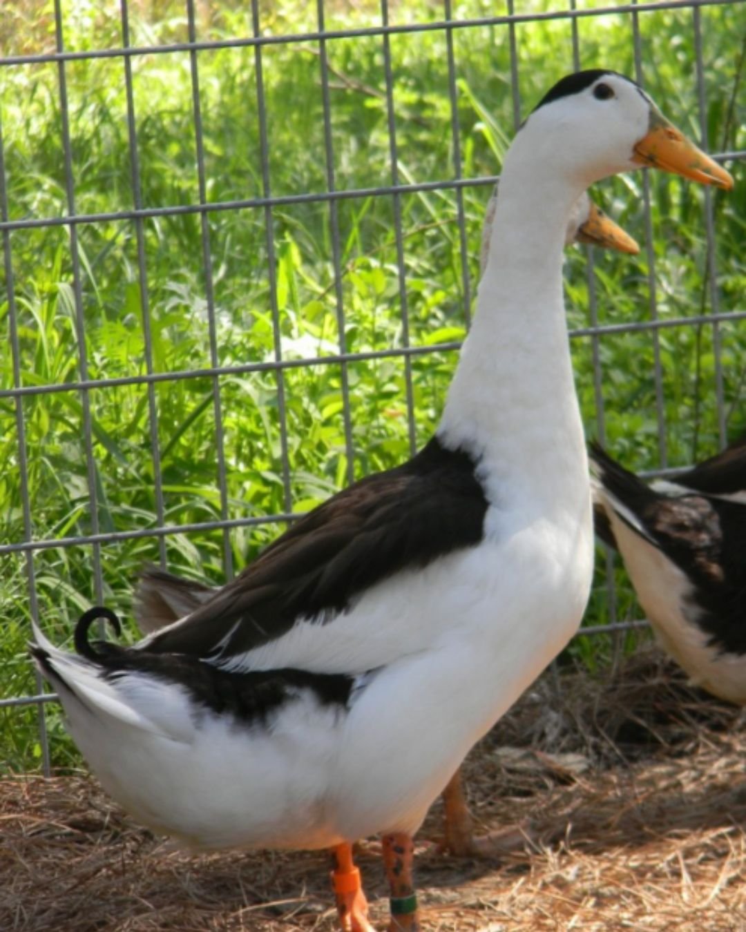 magpie-male Magpie Ducks - Image 1
