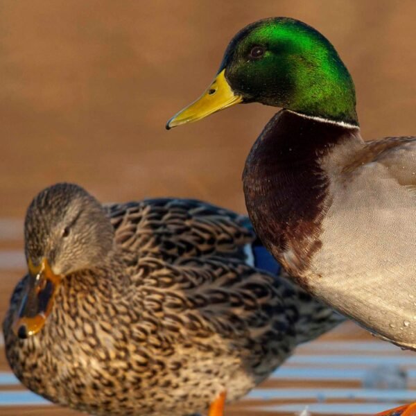 Mallard Ducks