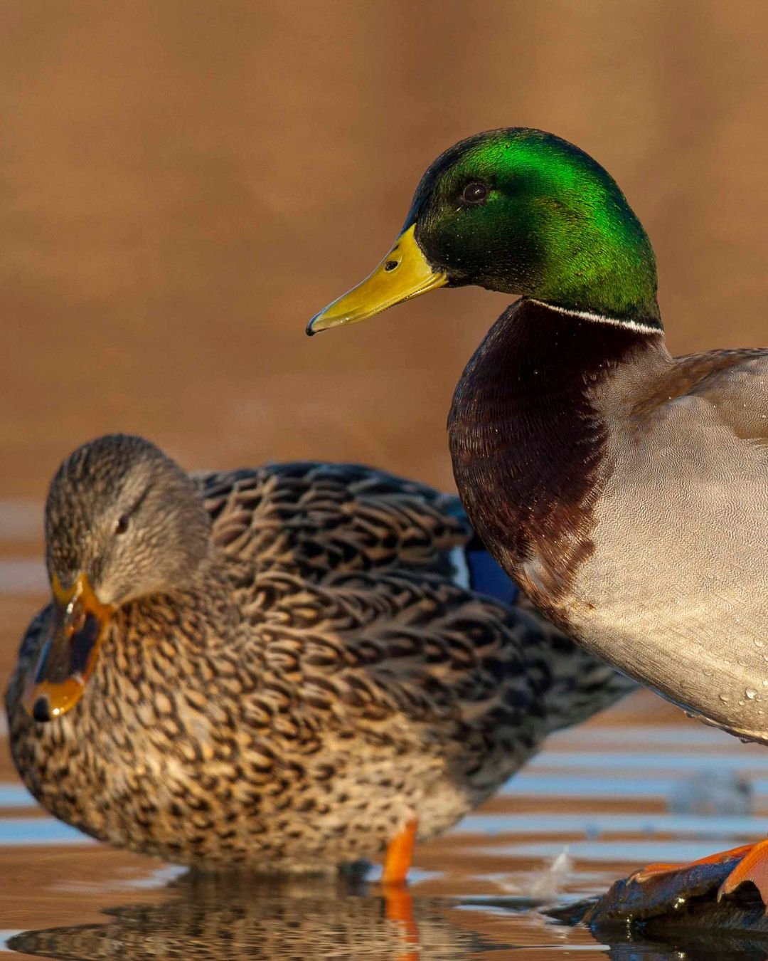mallard-cp Mallard Ducks - Image 1