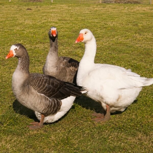 Pilgrim Geese