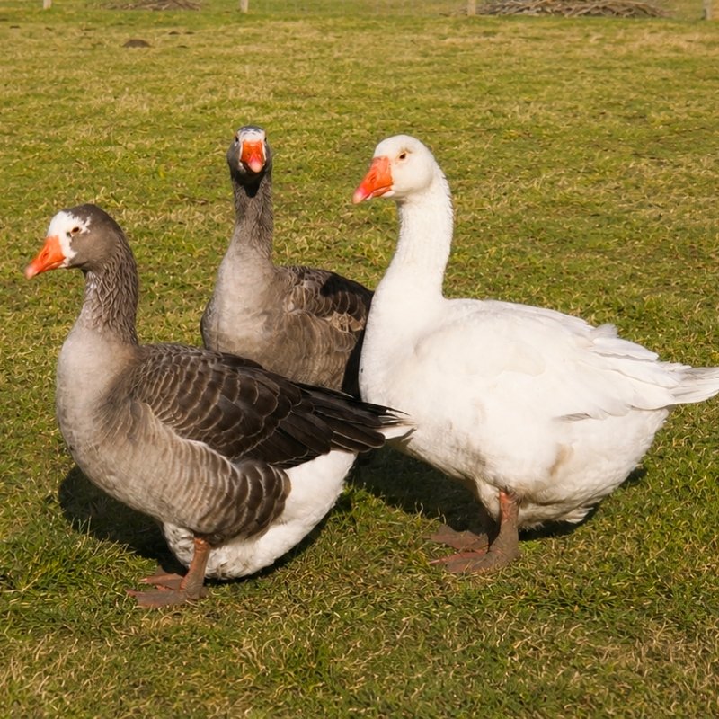 pilgrimweb Pilgrim Geese - Image 1