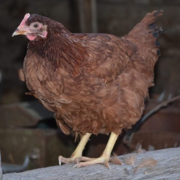 Rhode Island Red Started Pullet