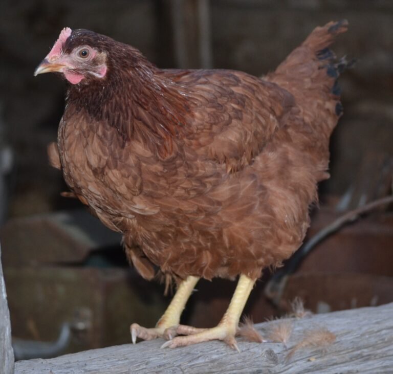 rir_3_1-768x731 Rhode Island Red Started Pullet - Image 1