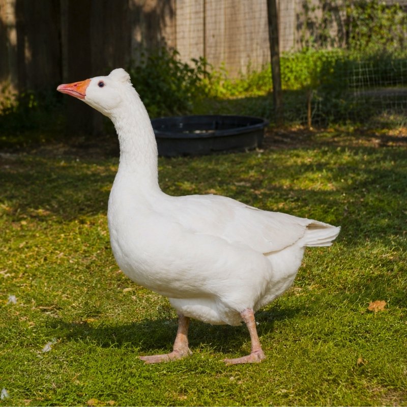 romanwebpic Roman Tufted Geese - Image 1