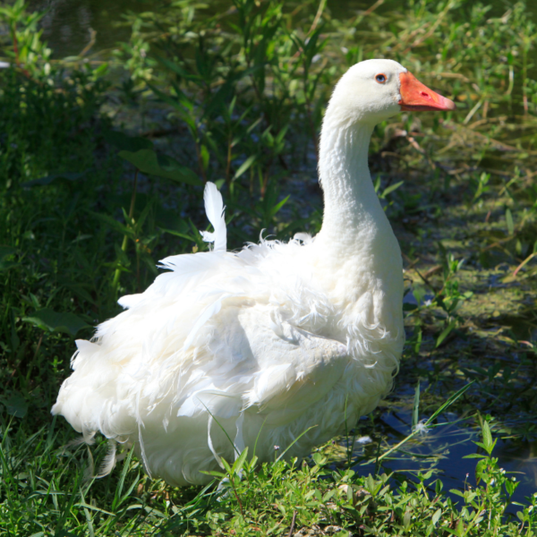 Sebastopol Geese