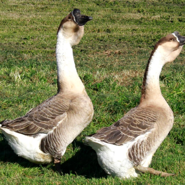 African - Super Geese