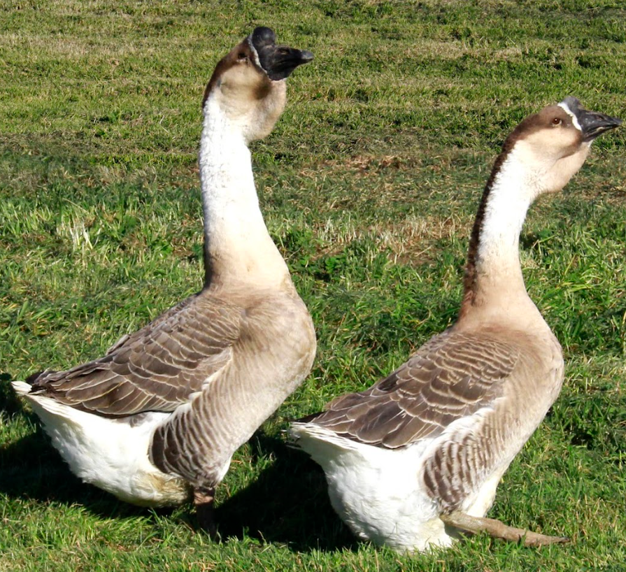 superafricanweb African - Super Geese - Image 1