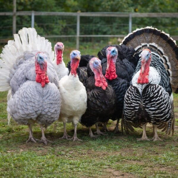 Heritage Turkey Assortment