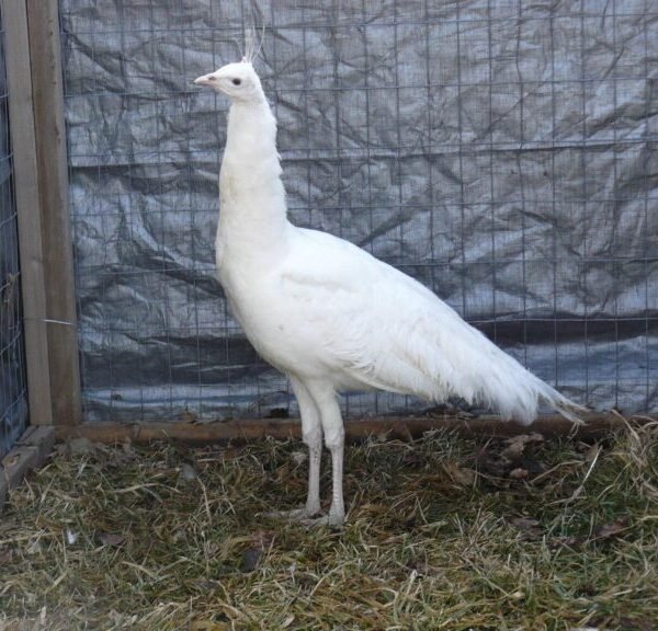 White Peafowl Pair