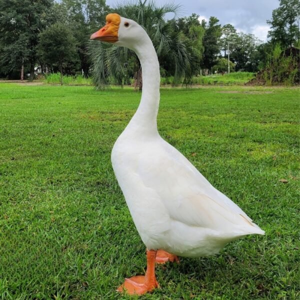 Chinese - White Geese